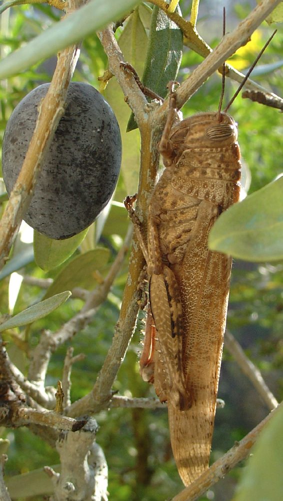 Guillaume Lambert - Anacridium aegyptium - réf. 15686 (566 x 1000 pixels, 122 ko)