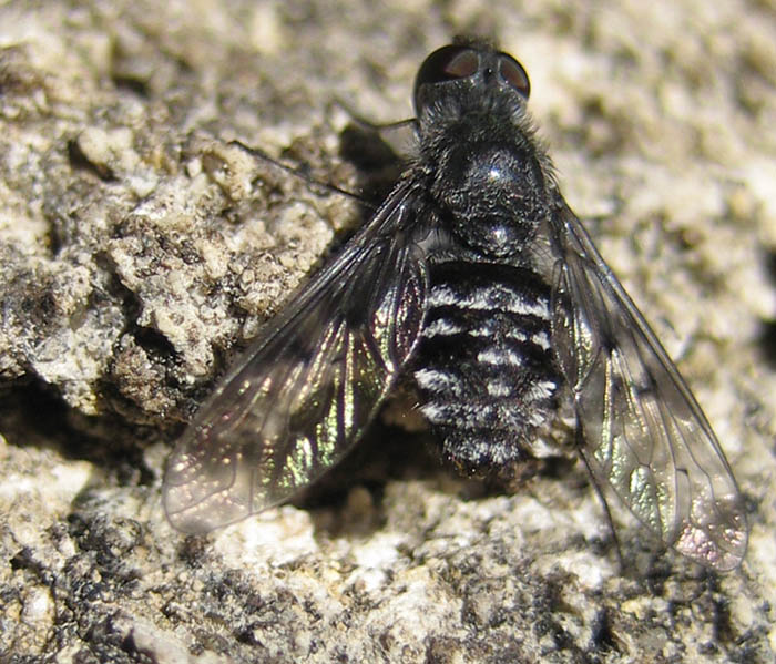 Cecile Bassaglia - Anthrax sp. - réf. 15509 (700 x 599 pixels, 140 ko)