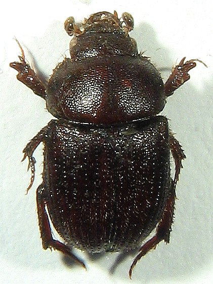 P.Deschamps - Ochodaeus thalycroides - réf. 15392 (421 x 561 pixels, 100 ko)