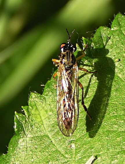 Chavernoz Marina - Dioctria sp. - réf. 15213 (432 x 569 pixels, 102 ko)
