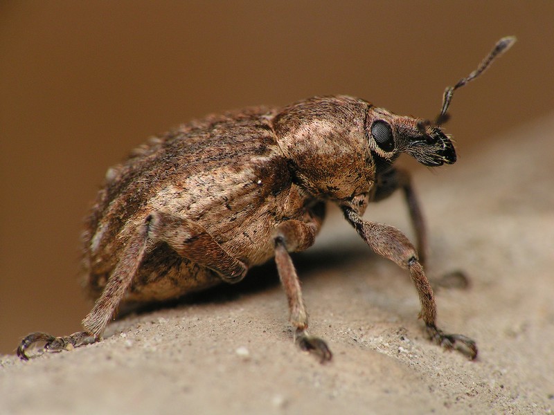 bobgaia - Brachypera (Antidonus) zoilus - réf. 15140 (800 x 600 pixels, 96 ko)