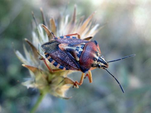 Réf. 150 576 : Carpocoris pudicus
