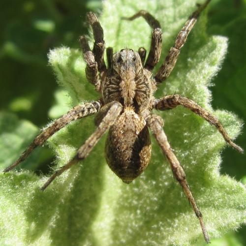 Alopecosa albofasciata