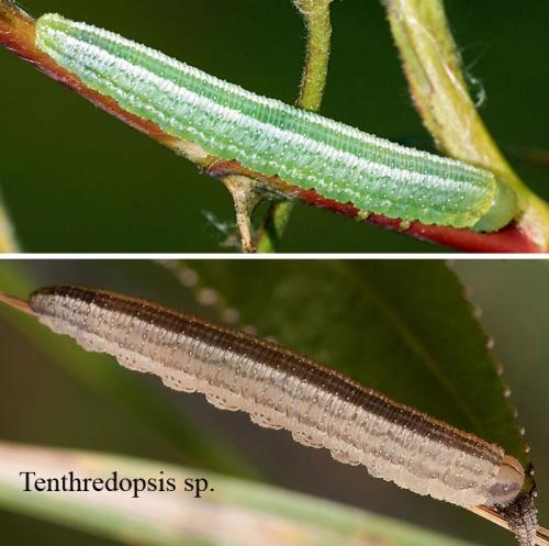 Tenthredopsis sp.