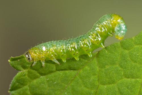 Réf. 150 777 : Euura sp.
