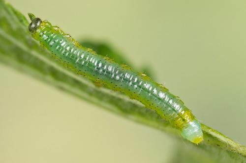 Euura sp.