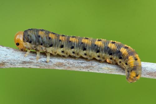 Zonuledo amoena