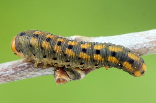Réf. 150 509 : Zonuledo amoena