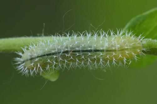 Réf. 150 505 : Blennocampini inconnu