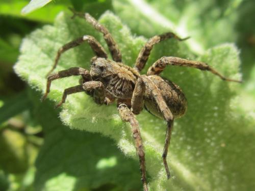 Alopecosa albofasciata