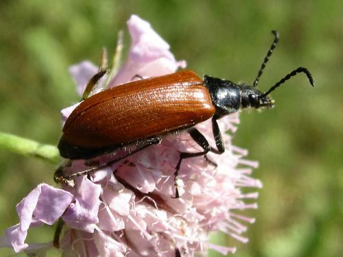 Omophlus sp.