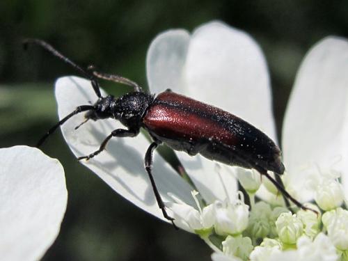 Réf. 150 702 : Stenurella melanura