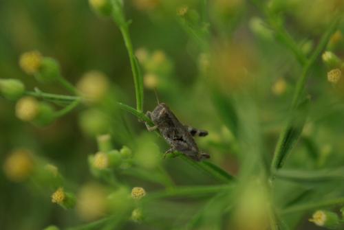 Pezotettix giornae