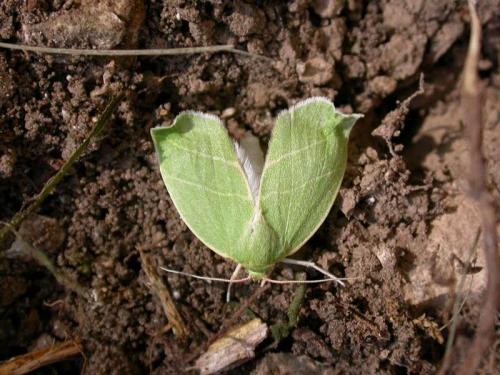 Bena bicolorana