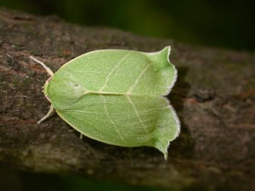 Bena bicolorana