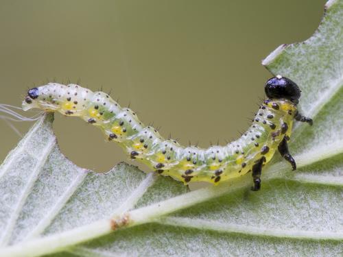 Réf. 150 029 : Arge gracilicornis