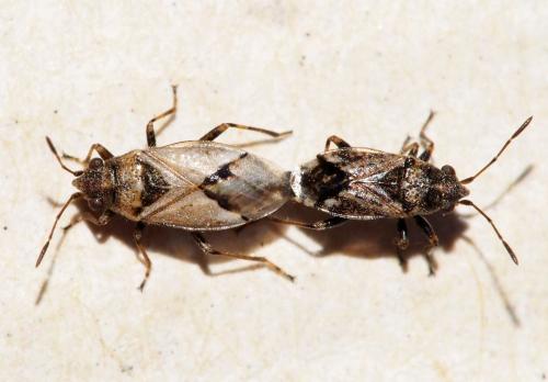 Nysius huttoni