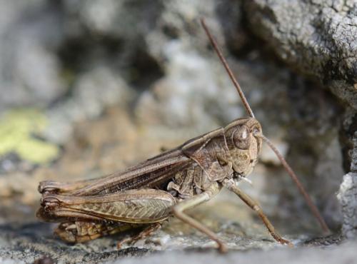 Réf. 150 589 : Omocestus haemorrhoidalis haemorrhoidalis