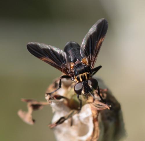 Trichopoda pictipennis