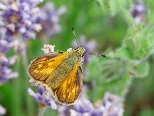 Réf. 150 176 : Ochlodes sylvanus