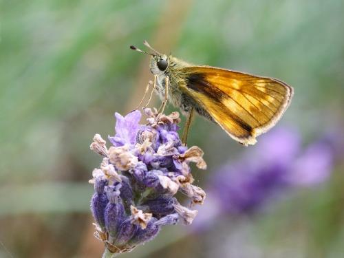 Ochlodes sylvanus