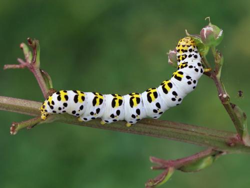 Réf. 150 856 : Cucullia scrophulariae