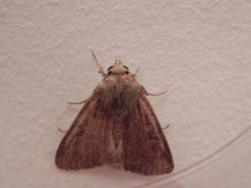 Réf. 150 140 : Xestia xanthographa