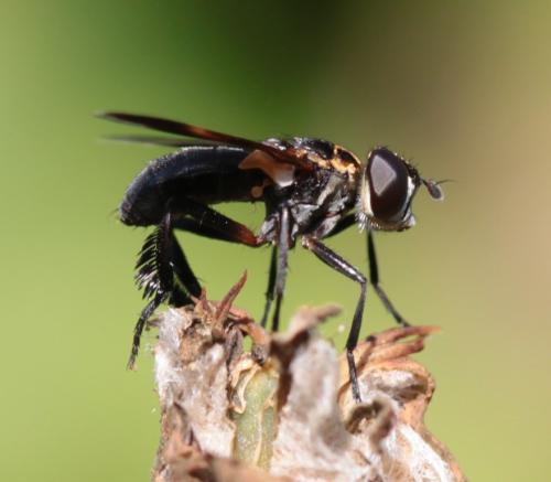 Trichopoda pictipennis