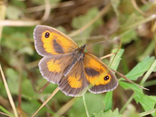 Réf. 150 744 : Pyronia tithonus