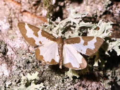 Réf. 150 784 : Lomaspilis marginata
