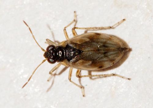 Réf. 150 869 : Halosalda lateralis