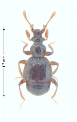 Réf. 150 920 : Bryaxis curtisii