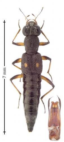 Stenus bimaculatus