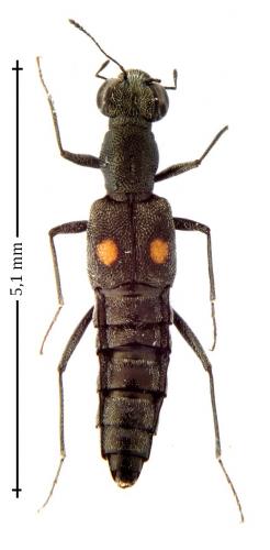 Stenus biguttatus