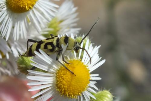 Chlorophorus varius