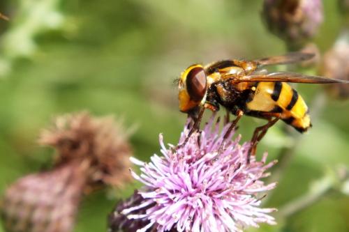 Volucella inanis