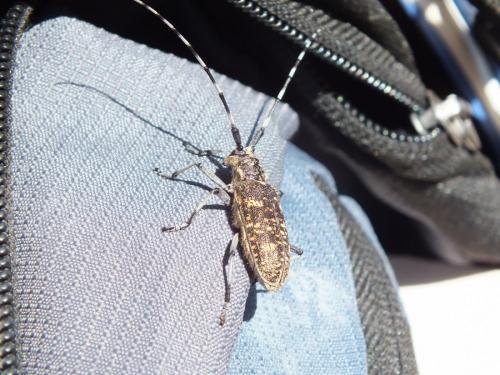 Monochamus sutor