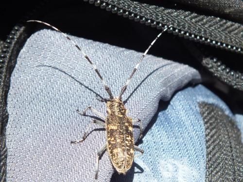 Monochamus sutor