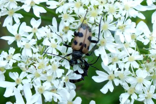 Pachytodes cerambyciformis