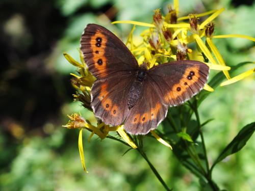 Erebia ligea