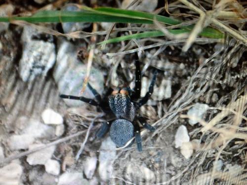 Eresus sp.