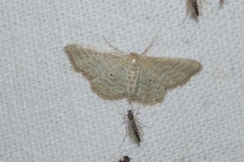 Réf. 150 632 : Idaea sp.