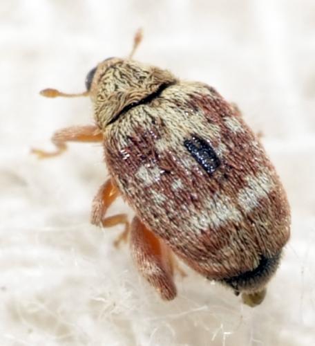 Orchestes sp.