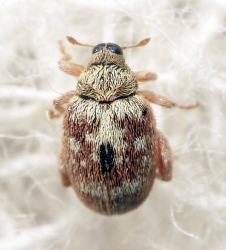 Orchestes sp.