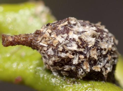 Anthidiellum sp.
