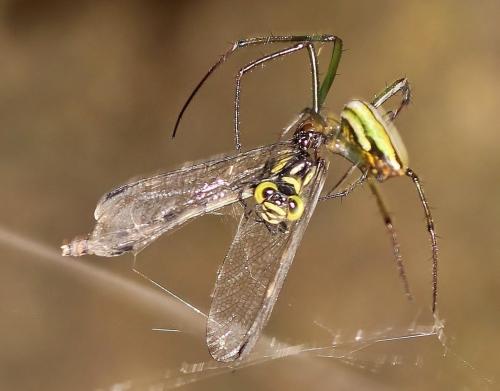 Réf. 150 043 : Stylogomphus suzukii