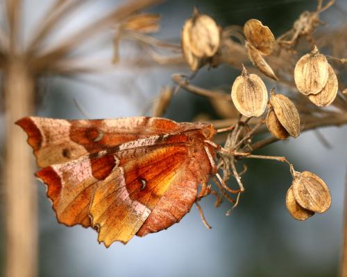 Selenia tetralunaria
