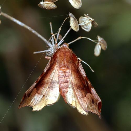 Réf. 150 588 : Selenia tetralunaria