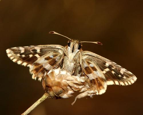Réf. 150 595 : Pyrgus sp.