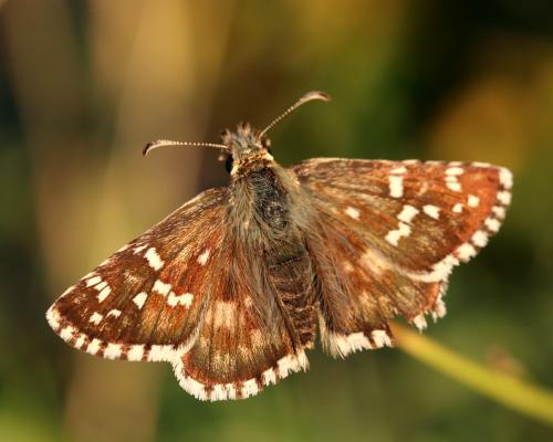 Réf. 150 594 : Pyrgus sp.